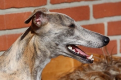 Dogs