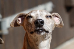 Dogs