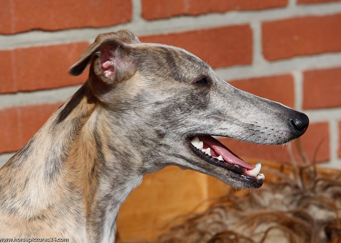 Hunde