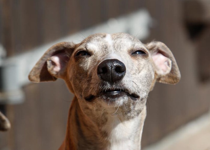 Hunde