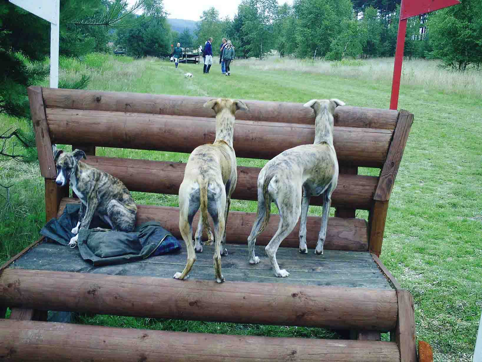 Hunde