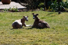 Hunde