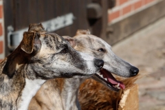 Hunde