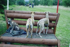 Hunde